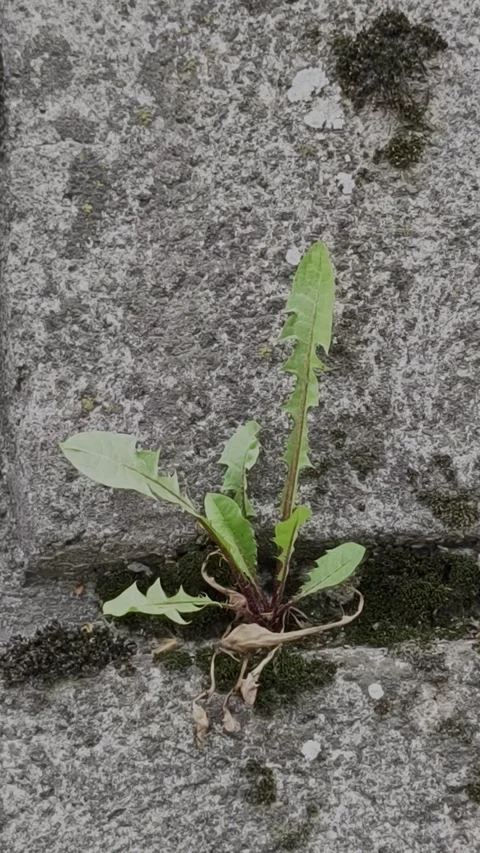 Resilient wild plants growing out of cracks in an old stone wall Stock-Footage 335679042