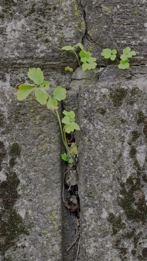 Resilient wild plants growing out of cracks in an old stone wall Stock Footage 335679059