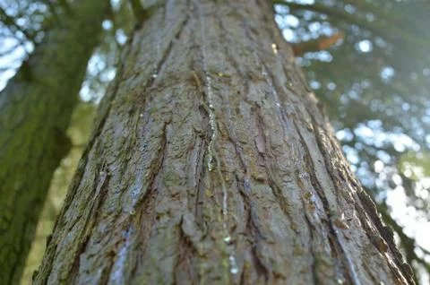 Resin on Bark Stock Photos