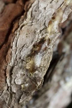 Resin on bark Stock Photos