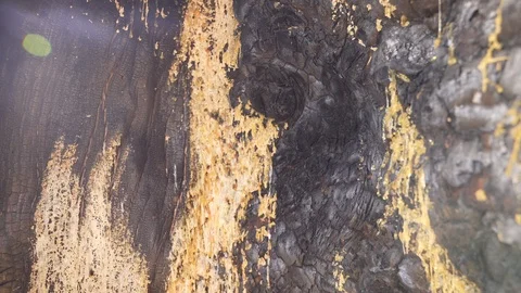 Resin in a big hole in a pine tree after a forest fire. Tenerife, Spain (canary) Video stock 127278987