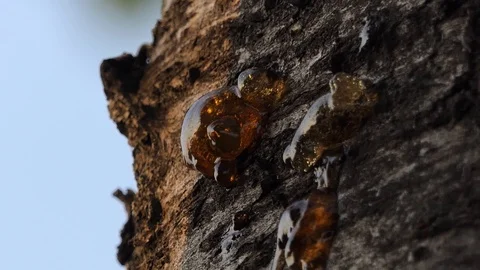 Resin on brown bark Stock Footage 116503300