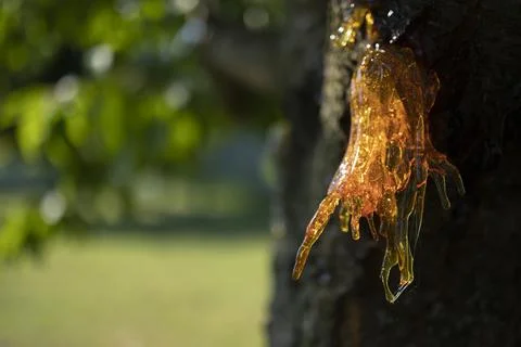 Resin on a cherry tree Stock Photos