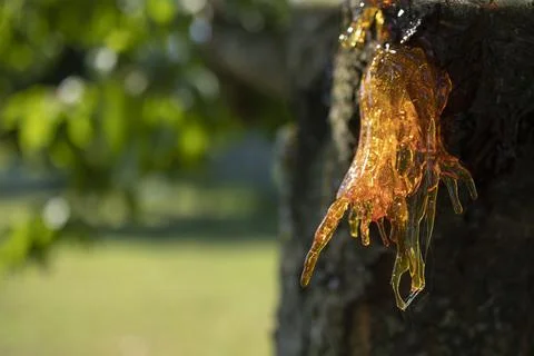 Resin on a cherry tree Stock Photos