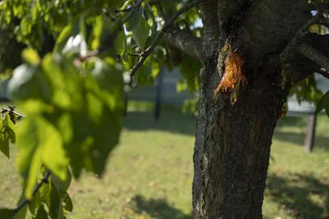 Resin on a cherry tree Stock Photos