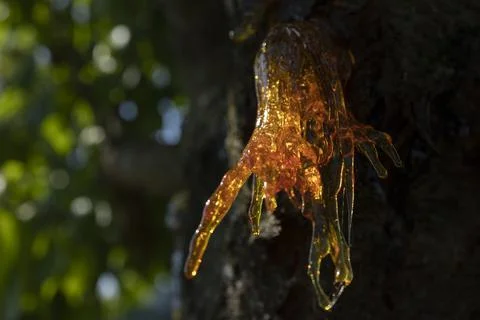 Resin on a cherry tree Stock Photos