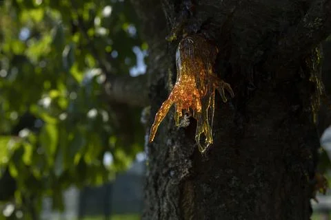 Resin on a cherry tree Stock Photos