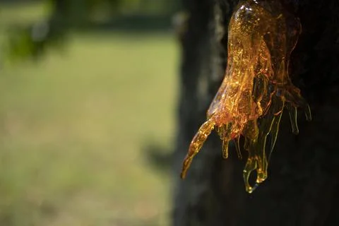 Resin on a cherry tree Stock Photos