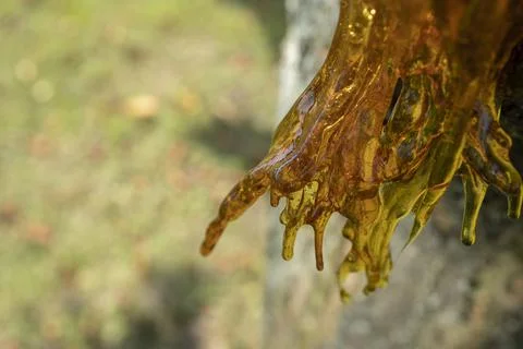 Resin on a cherry tree Foto stock