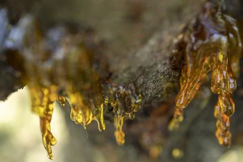 Resin on a cherry tree Stock Photos