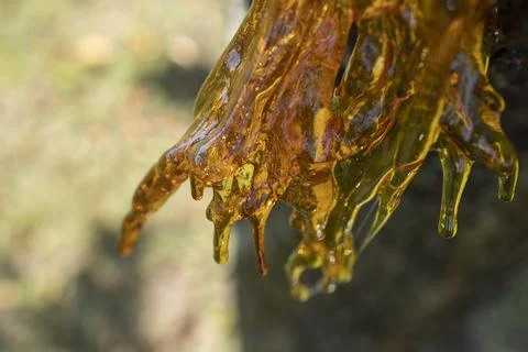 Resin on a cherry tree Stock Photos