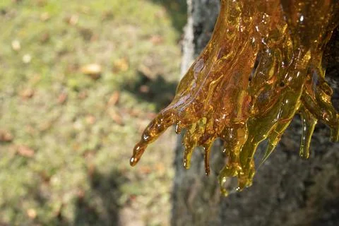 Resin on a cherry tree Stock Photos