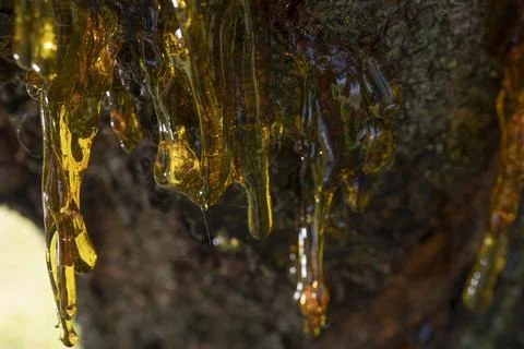 Resin on a cherry tree Stock Photos