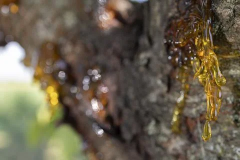 Resin on a cherry tree Stock Photos