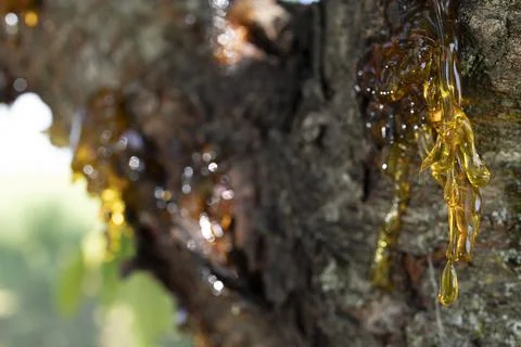 Resin on a cherry tree Stock Photos