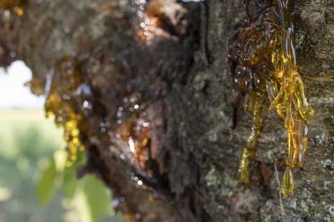 Resin on a cherry tree Foto stock