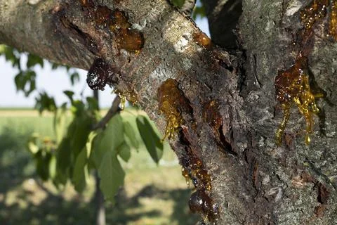 Resin on a cherry tree Stock Photos