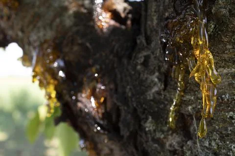 Resin on a cherry tree Foto stock