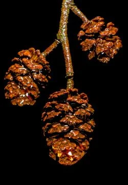 Resin covered cones on a twig Foto stock