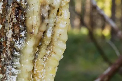 Resin dripping from a pine tree Stock Photos