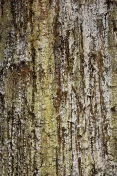 Resin dripping from a pine tree Stock Photos