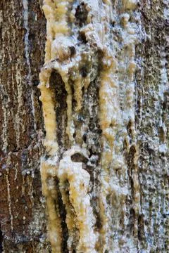 Resin dripping from a pine tree Stock Photos