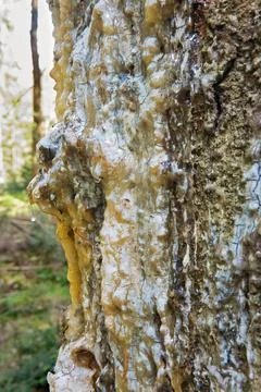 Resin dripping from a pine tree in respons to an injury Stock Photos