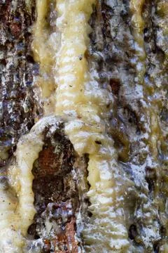 Resin dripping from a pine tree, vertical Foto stock