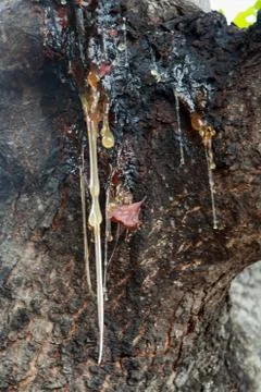 Resin dripping from a tree trunk Stock Photos