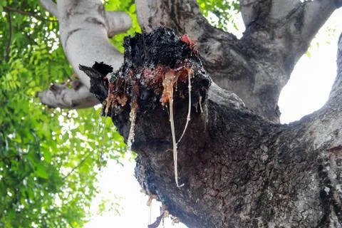 Resin drips from a tree branch Stock Photos