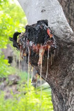 Resin drips from a tree trunk Stock Photos