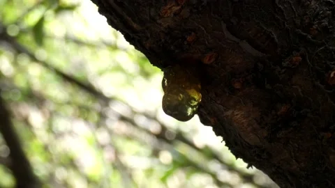 Resin drops Stock-Footage 140771122