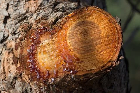 Resin drops on the pine tree Stock Photos