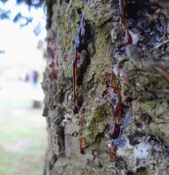 Resin Drops on a Tree Stock Photos
