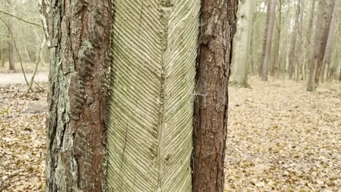 Resin extraction from pine tree in Graal-Mritz, Germany. Stock Footage 310733414