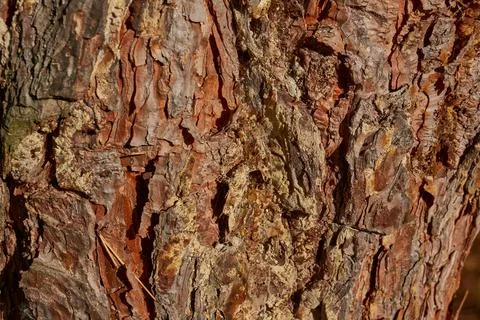Resin flows over the cracks in the tree bark. Bark pine. Autumn 2021 Stock Photos