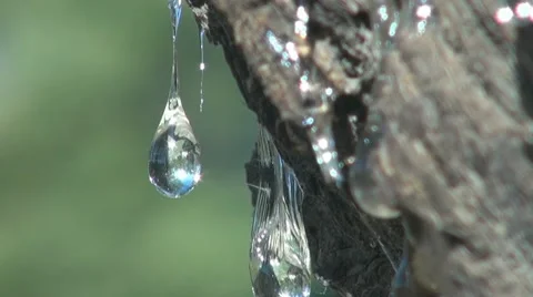 Resin ( hydrocarbon secretion ) 스톡 동영상 10746798