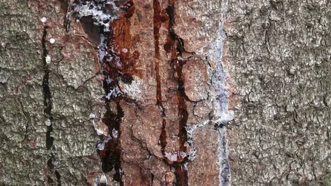 Resin on pine trunk, horizontal shot. Stripped bark on the trunk of a pine. Stock Footage 78956540