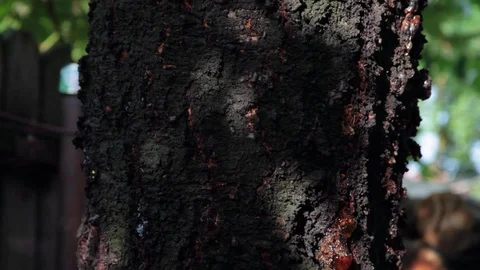 Resin on stripped old tree bark of old tree in garden in summer Stock Footage 88435876