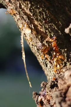 Resin at sunset Foto stock