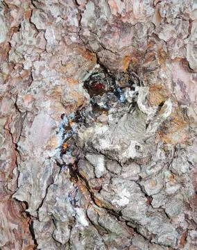 Resin on tree bark 스톡 사진