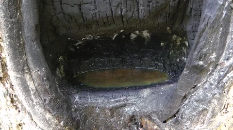 Resin tree, Cambodia Stockbeeldmateriaal 64856337