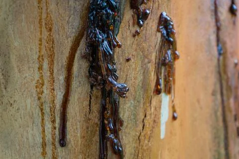 Resin of a tree Stock Photos