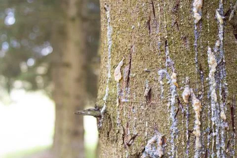 Resin on the tree trunk. Damaged tree in the forest Stock Photos