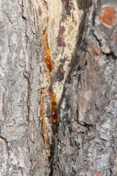 Resin on tree trunk Stock Photos