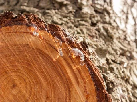 Resin on a trunk Stock Photos
