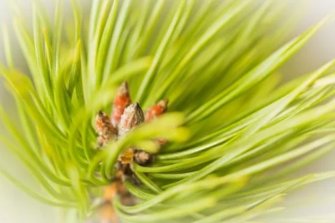 Resinous pine buds Stock Photos