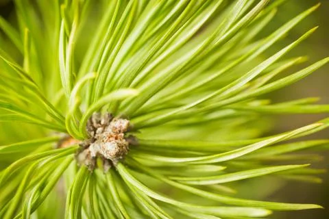 Resinous pine buds Stock Photos
