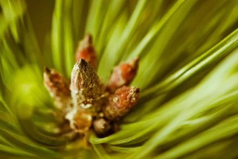Resinous pine buds Stock Photos
