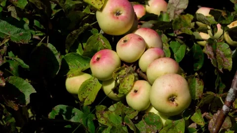 Resista apples. Stock Footage 319840465